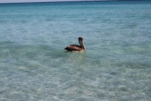 фото Herradura (закрыт)