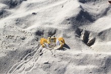 фото Herradura (закрыт)