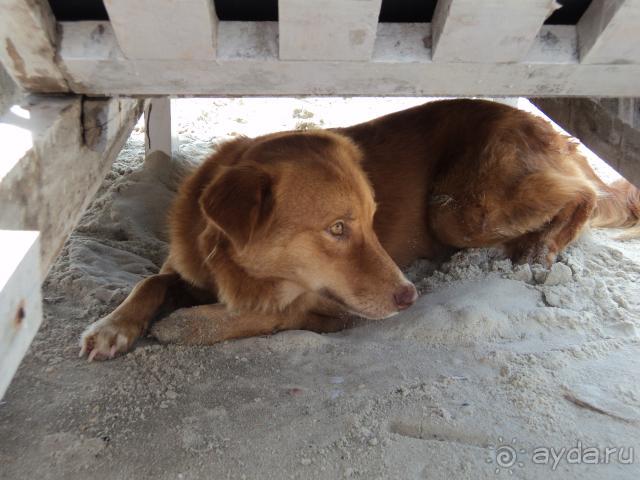 мой любимый собак ))))