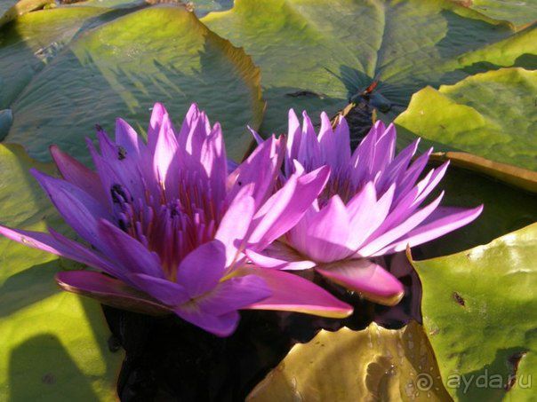 Магический Хевиз