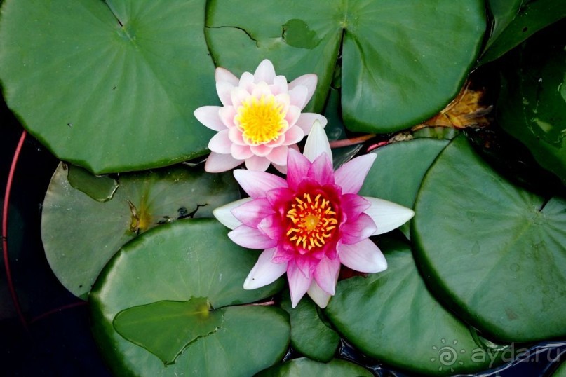 фото Бригантина