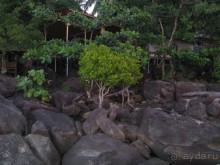 И на камнях растут деревья