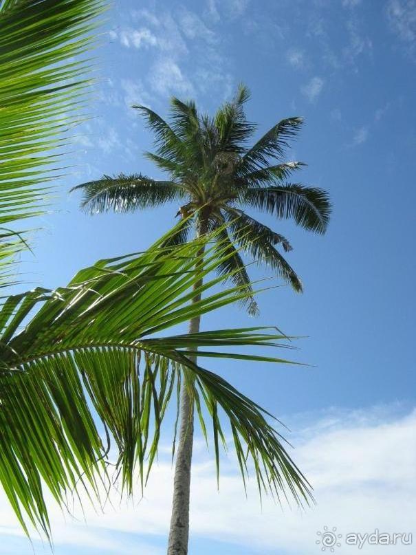 Синее небо и пальмы