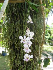 Орхидеи