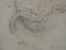 Рыбка-анабас