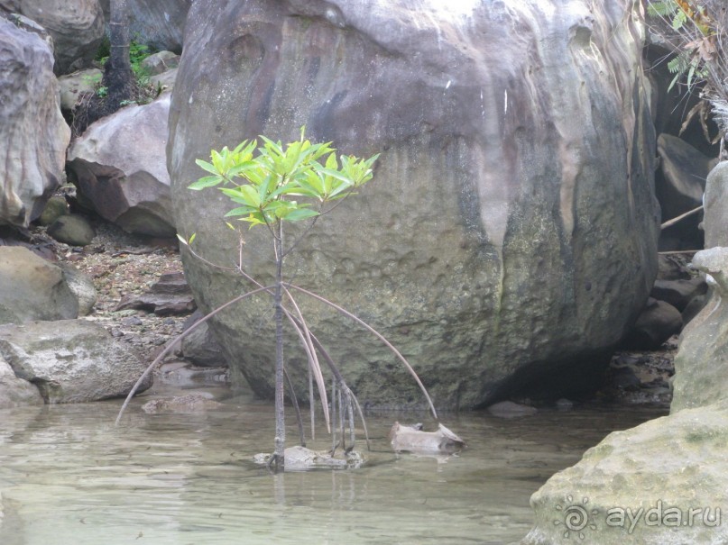Деревце в морской воде