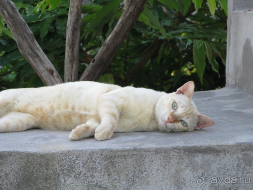 Хозяйская кошка