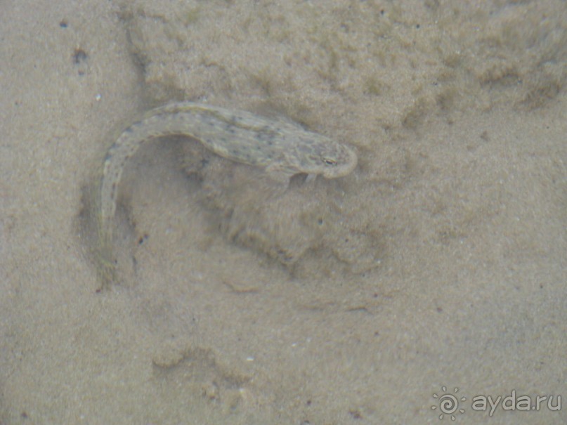 Рыбка-анабас