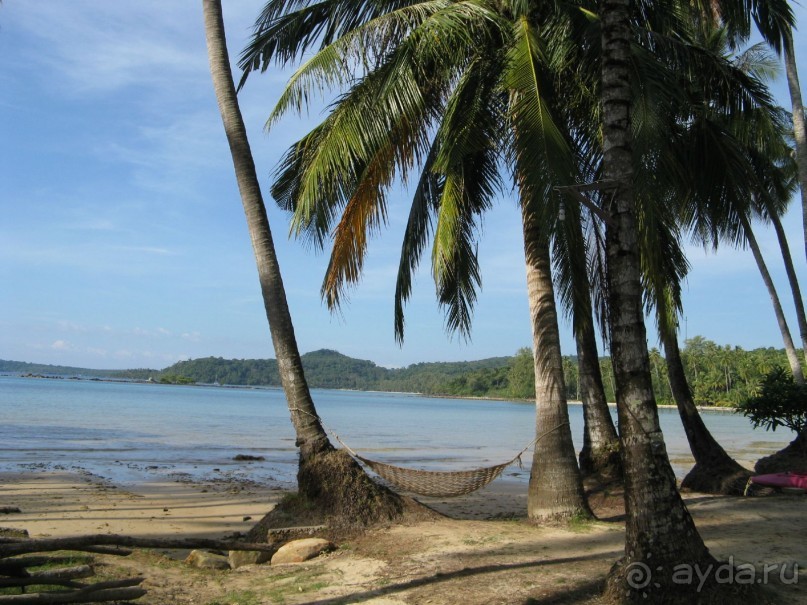 Гамачок в пальмах