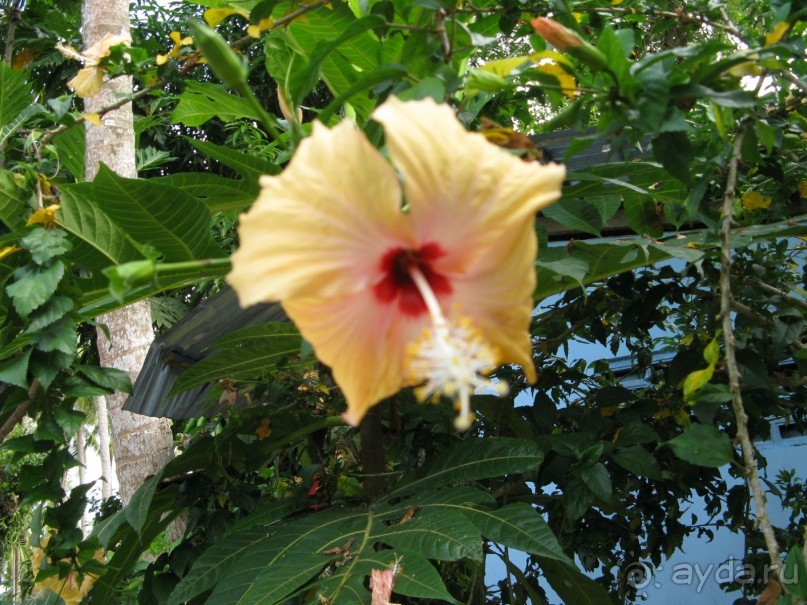 Желтый гибискус