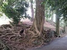 Горналижный курорт в Грузии