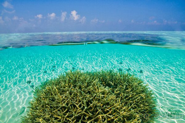 Подводный мир с гидом в отеле Maafushivaru


Отель Maafushivaru предлагает  огромное количество экскурсий с гидом! И смотреть вы будете не просто музеи, а главную достопримечательность Мальдив – подводный мир.  Даже если для вас это первое подводное плавание – профессионалы сделают его легким и приятным.  В течение всего года температура воды достаточно комфортная, поэтому плавание с маской без гидрокостюма доставит вам настоящее удовольствие! Но если это дайвинг-тур, то здесь конечно вместе с профессиональным снаряжением выдается гидрокостюм, который не даст вам замерзнуть. Гиды – не просто профессиональные спортсмены, но, как правило, дипломированные ихтиологи и морские биологи. Поэтому они расскажут вам все о местных обитателях, покажут - кого можно трогать под водой и даже вытащить за усы из ракушки, а к кому лучше не приближаться.  Итак, снорклинг тур включает в себя плавание вдоль островного рифа, а здесь он один из наиболее красивых. Морской биолог покажет вам рифовую акулу, рыбу-попугая и других постоянных обитателей.  Если вы уже уверенно держитесь под водой – для вас организовано сафари с китовой акулой. Это одна из самых больших рыб, но при этом очень дружелюбная, медлительная, а потому безопасная.  Но а видео ролики с этой красавицей неизменно держат первые места в рейтинге просмотров. Другая интересная экскурсия в «Точку мант» или морских дьяволов. На самом деле это самые  элегантные обитатели Индийского океана, благодаря своей мантии, которая может быть даже леопардовой расцветки. Эти дружелюбные животные очень любопытны и всегда с удовольствием идут на контакт с человеком.  Помимо этих экскурсии предлагается Сафари с черепахами и снорклинг с каяка. Какое бы путешествие вы не выбрали, воспоминания останутся у вас на всю жизнь!
