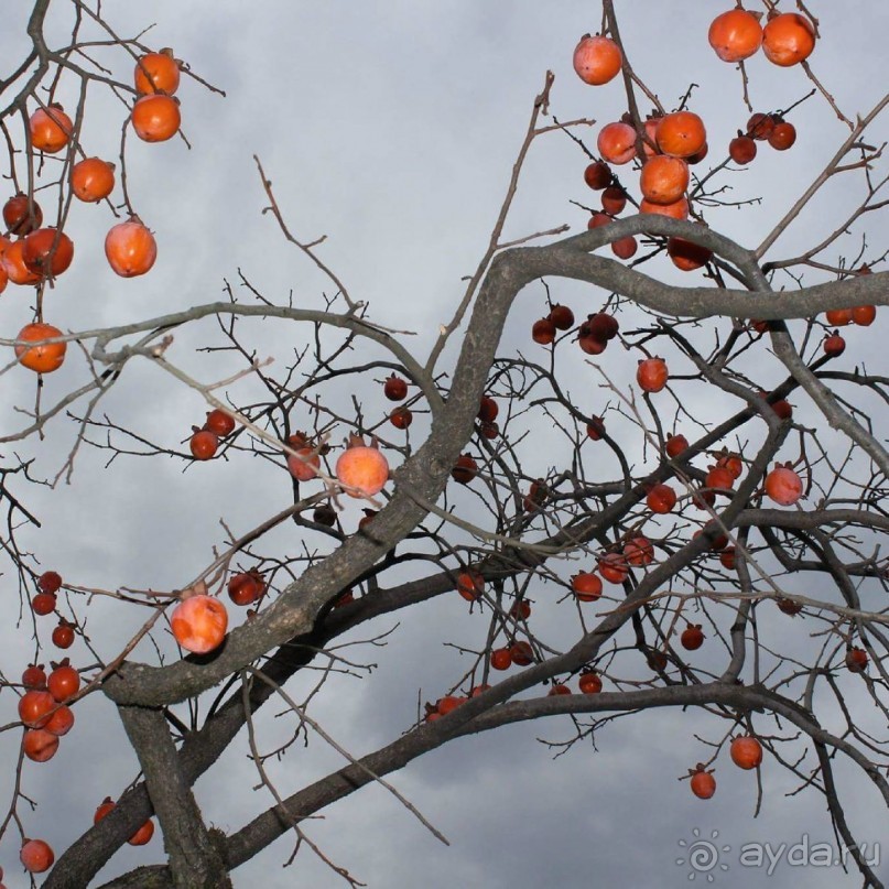 Грузия круглый год .  Индивидуальные туры с гидом .