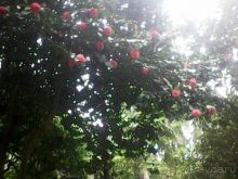 СМЕШНО. ну просто ХА! да и только... Сухум 15