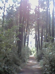 Осень в Пицунде 2017. Негостеприимная Апсны или страна их протухшей души.