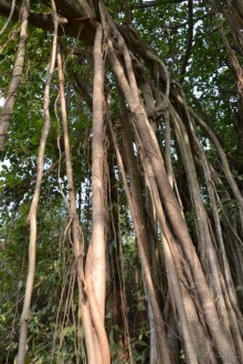 Отдых в ГОА- полезная информация!)