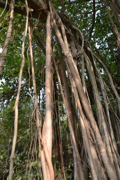 Отдых в ГОА- полезная информация!)