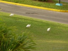 Куба я тебя люблю.