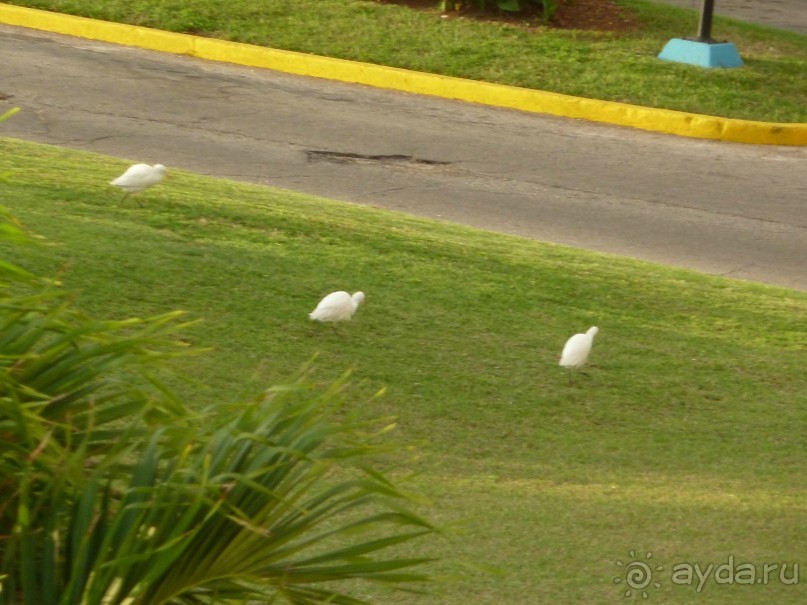 Куба я тебя люблю.