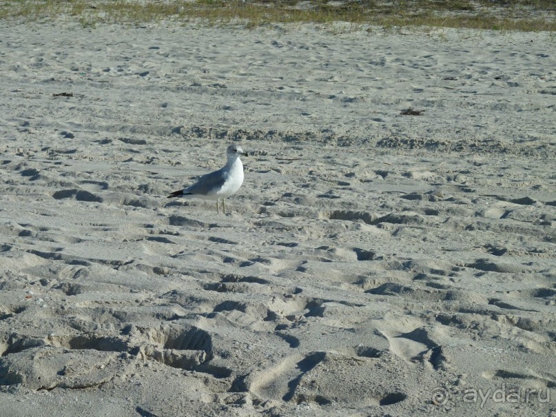 Куба я тебя люблю.