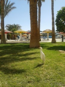 Отель с замашками на величественность)