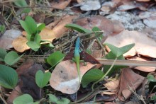 фото Iberostar Selection Varadero