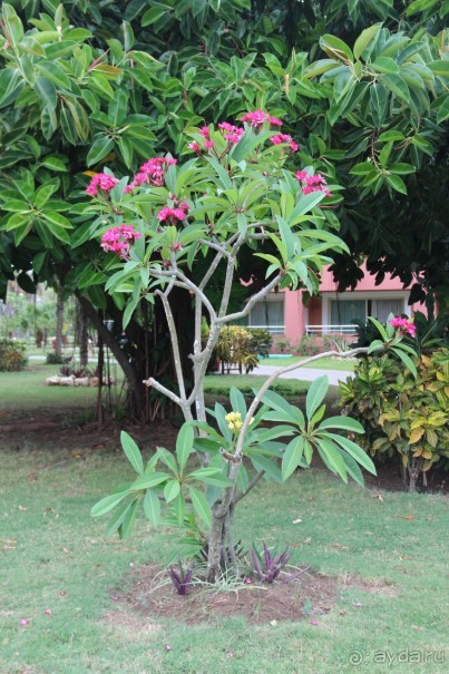 фото Iberostar Selection Varadero