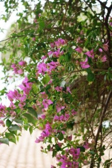 Хорошо... но больше сюда не поедем