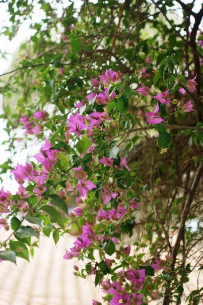 Хорошо... но больше сюда не поедем