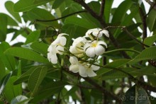 Naithonburi Beach Resort