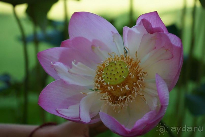 Naithonburi Beach Resort