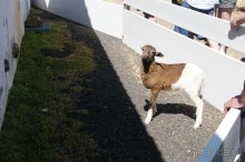 Необычные Канарские острова - Фуэртевентура