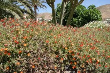 Необычные Канарские острова - Фуэртевентура