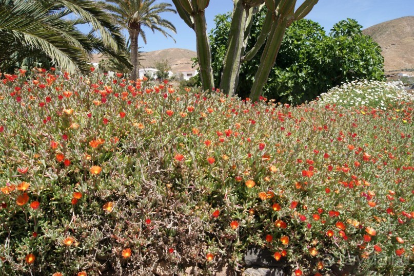 Необычные Канарские острова - Фуэртевентура