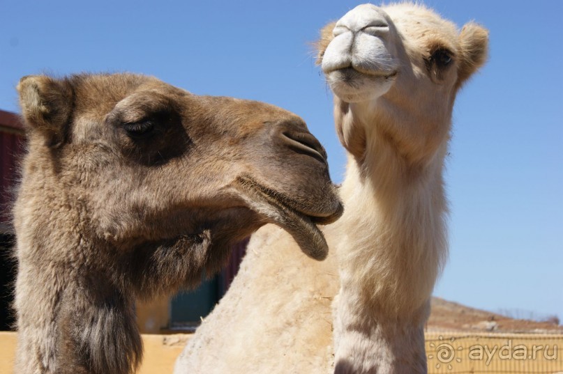 Необычные Канарские острова - Фуэртевентура