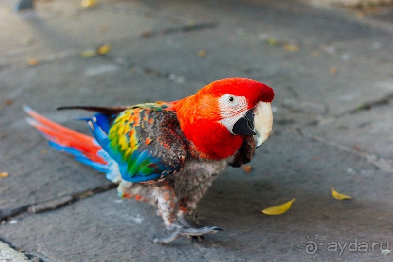 Фалираки, Родос, Сими
