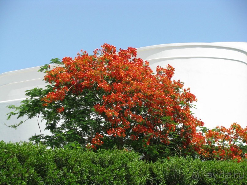 красивый зелёный отель!