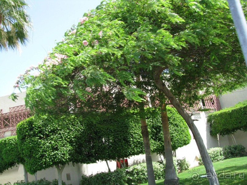 красивый зелёный отель!