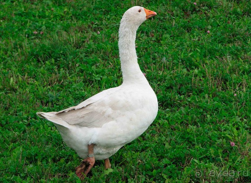 Арзамас: гуси-лебеди ждут в гости