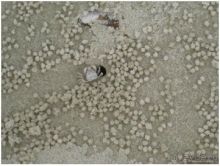 Впечатления о Сиамском вояже (часть 3)