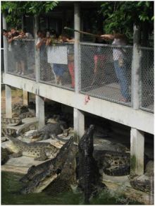 Альбом отзыва "Впечатления о Сиамском вояже (часть 2)"