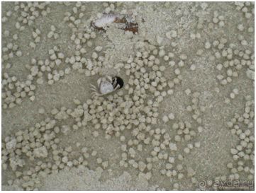 Впечатления о Сиамском вояже (часть 2)