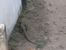 Шри-Ланка - две недели лета зимой!