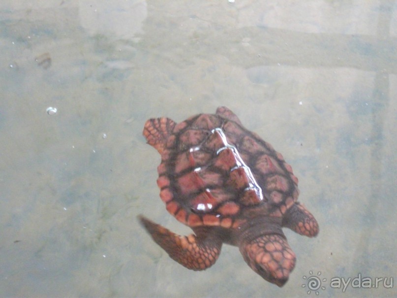 Шри-Ланка - две недели лета зимой!