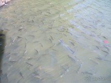 Шри-Ланка - две недели лета зимой!