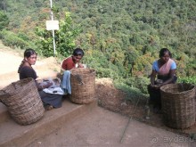 Шри-Ланка - две недели лета зимой!