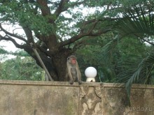 Шри-Ланка - две недели лета зимой!