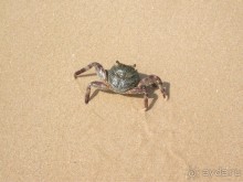 Шри-Ланка - две недели лета зимой!