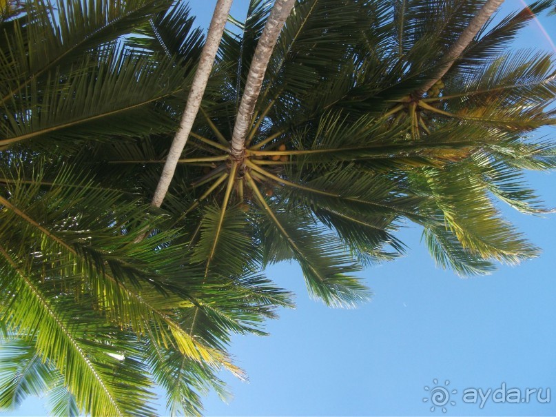 Шри-Ланка - две недели лета зимой!