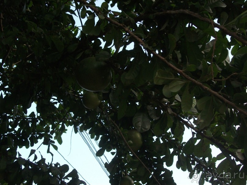 Шри-Ланка - две недели лета зимой!